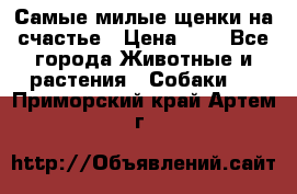 Самые милые щенки на счастье › Цена ­ 1 - Все города Животные и растения » Собаки   . Приморский край,Артем г.